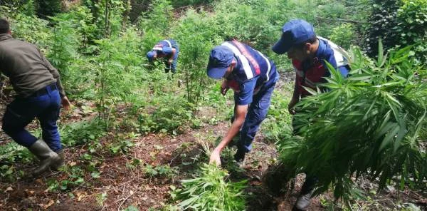 Fındık Bahçesinden Kenevir Çıktı