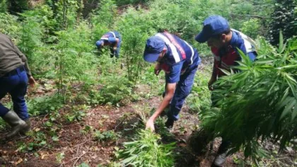 Fındık Bahçesinden Kenevir Çıktı