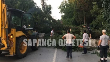 Ağaç Devrildi Yol Trafiğe Kapandı