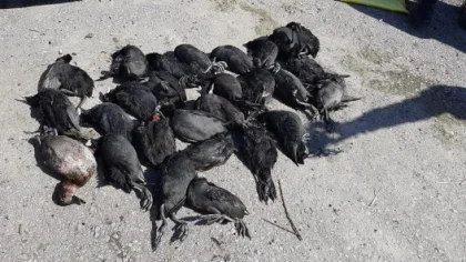 Kaçak Avcılar Suçüstü Yakalandı