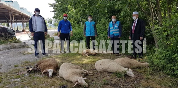 Sapanca'da Şükür Kurbanı Kesildi
