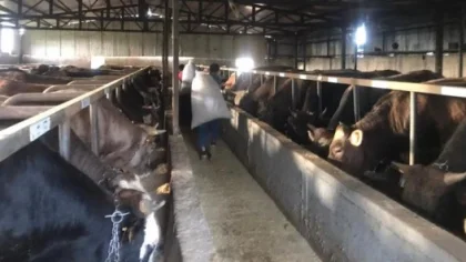 Koronavirüs Kurbanlıkta Alışkanlıkları Değiştirdi
