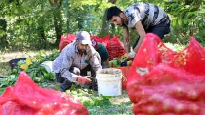 'Sapanca Cevizi'nde Hasat Başladı