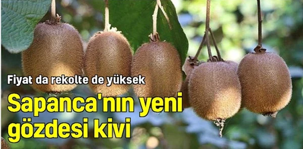 Sapanca'da Kivi Hasadına Başlandı