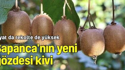Sapanca'da Kivi Hasadına Başlandı