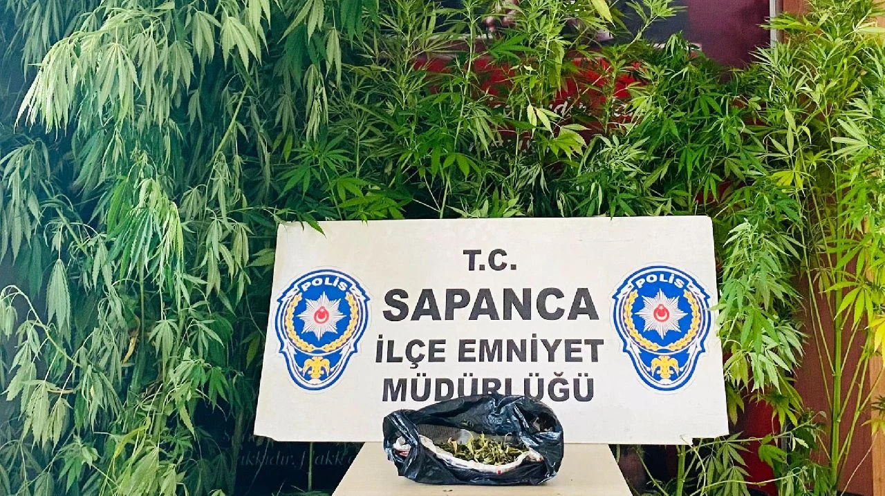 Polis Sapanca'da Kenevir Baskını Yaptı