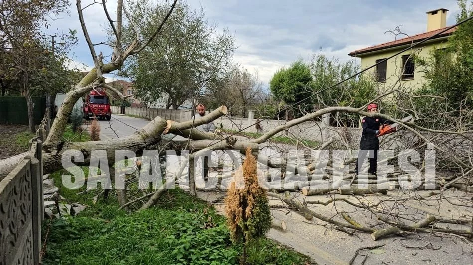Sapanca'da Devrilen Ağaç Yolu Kapattı