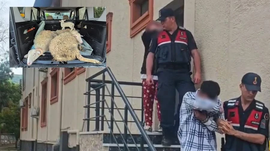 4 Küçük Baş Hayvanı Alıp Parasını Ödemeden Kaçan Karı Koca Tutuklandı