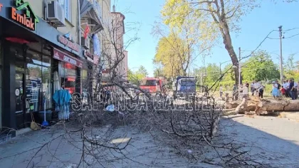 Asırlık Çınar 4 Katlı Apartmanın Üzerine Devrildi