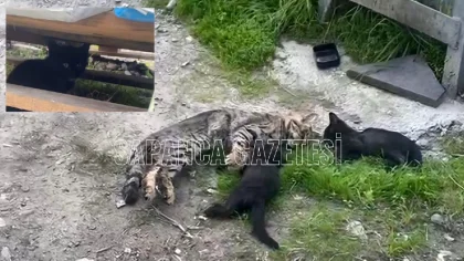 Anne Kedi ve Yavrularını Zehirlediler Mi?