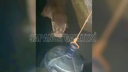 Su Samuru Sapanca Gölünde Bir Kez Daha Görüntülendi