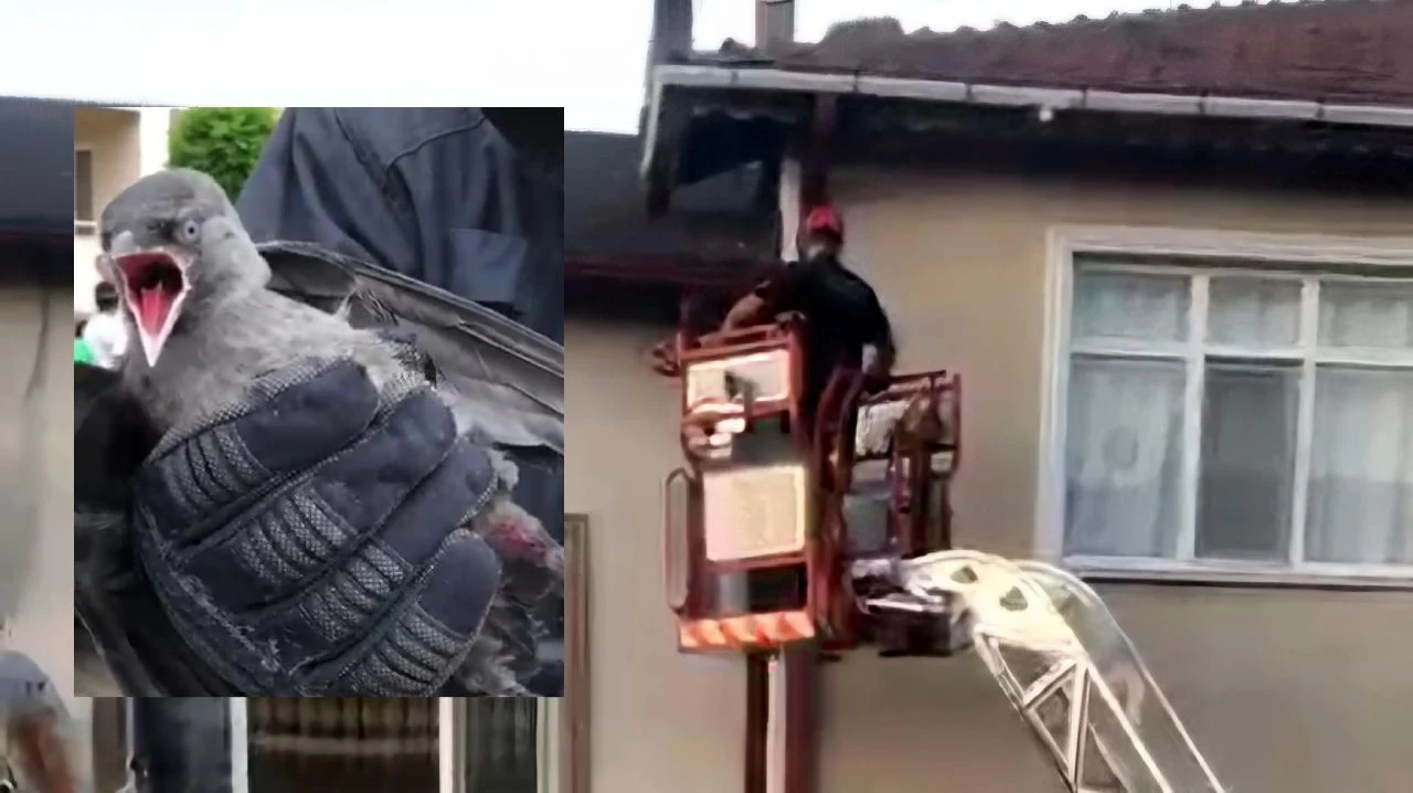 Oluğa Sıkışan Kargayı İtfaiye Kurtardı
