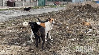 BU ŞİKAYET İNŞAATTA BESLENEN KÖPEKLER İÇİN GELDİ