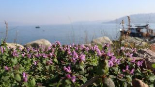 16578 nolu sürmanşet