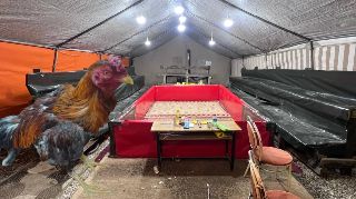 16601 nolu sürmanşet