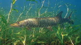 16630 nolu sürmanşet