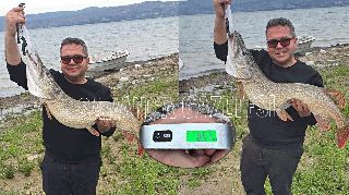 16633 nolu sürmanşet